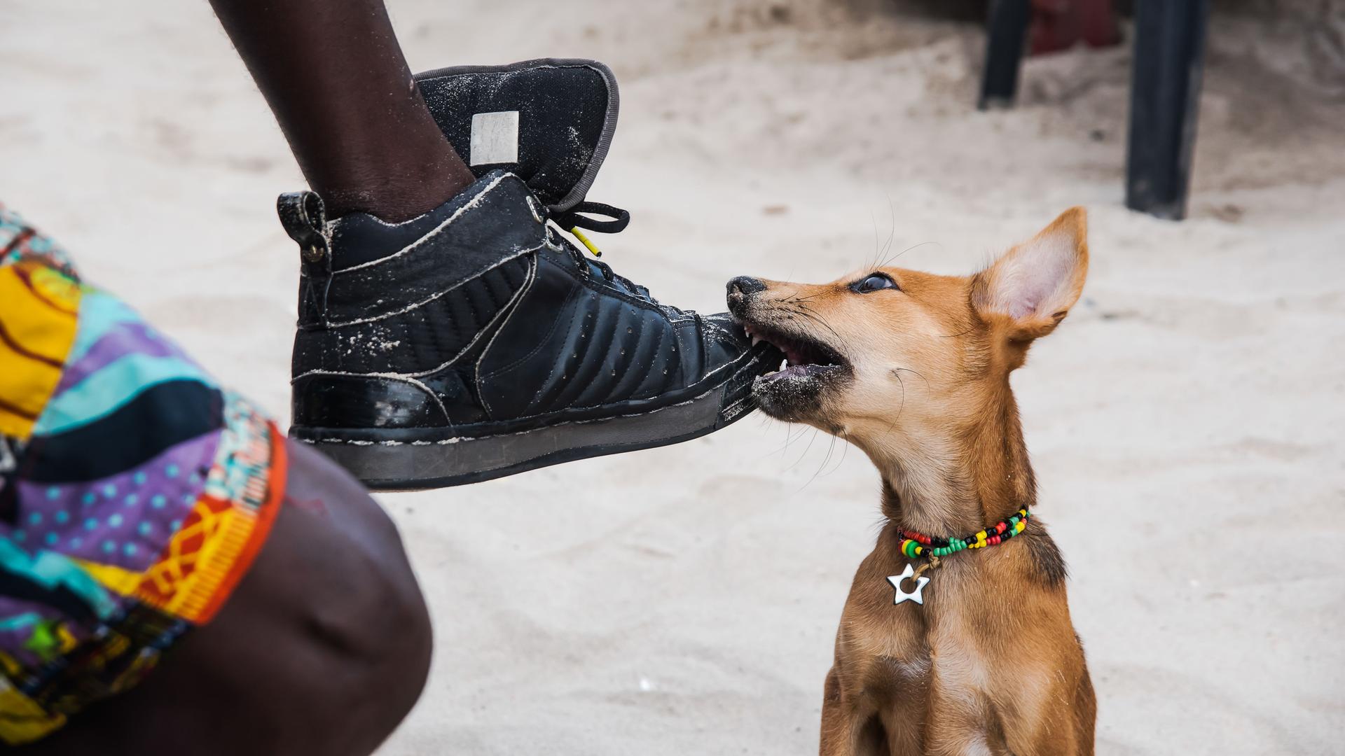 A puppy plays with a shoe on a beach