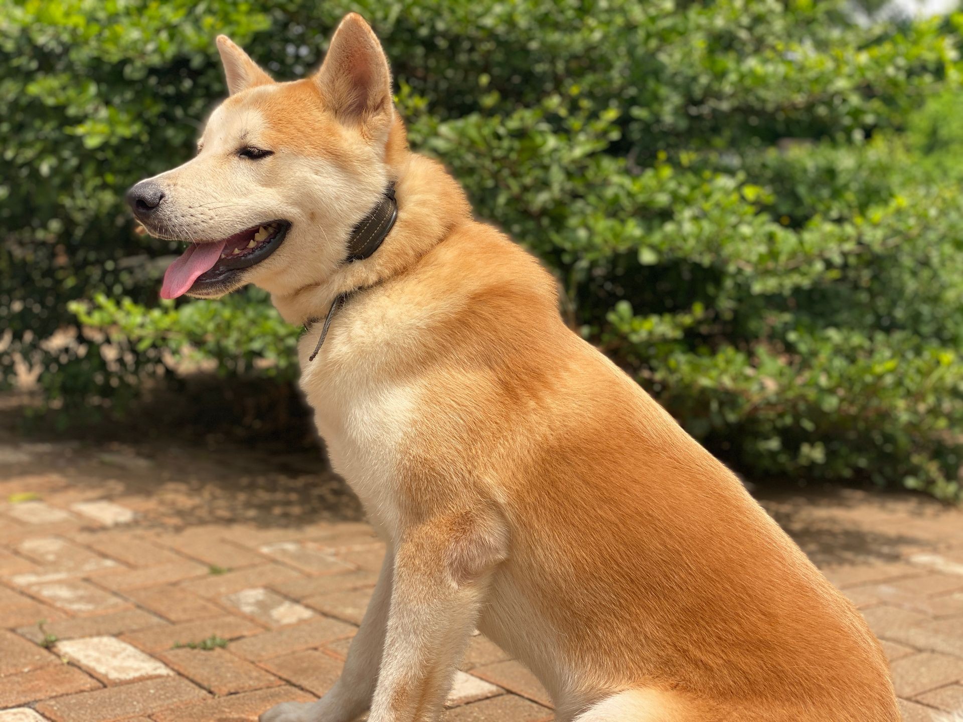 Pro with E-Collar (GHS 5,500)