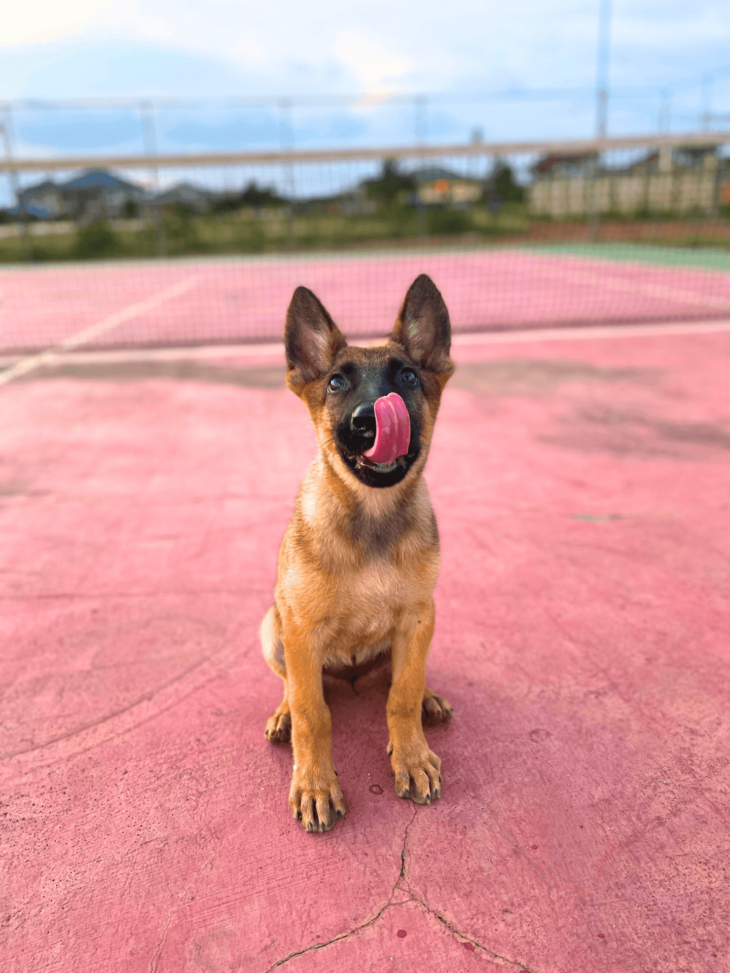 Boarding Obedience Classes