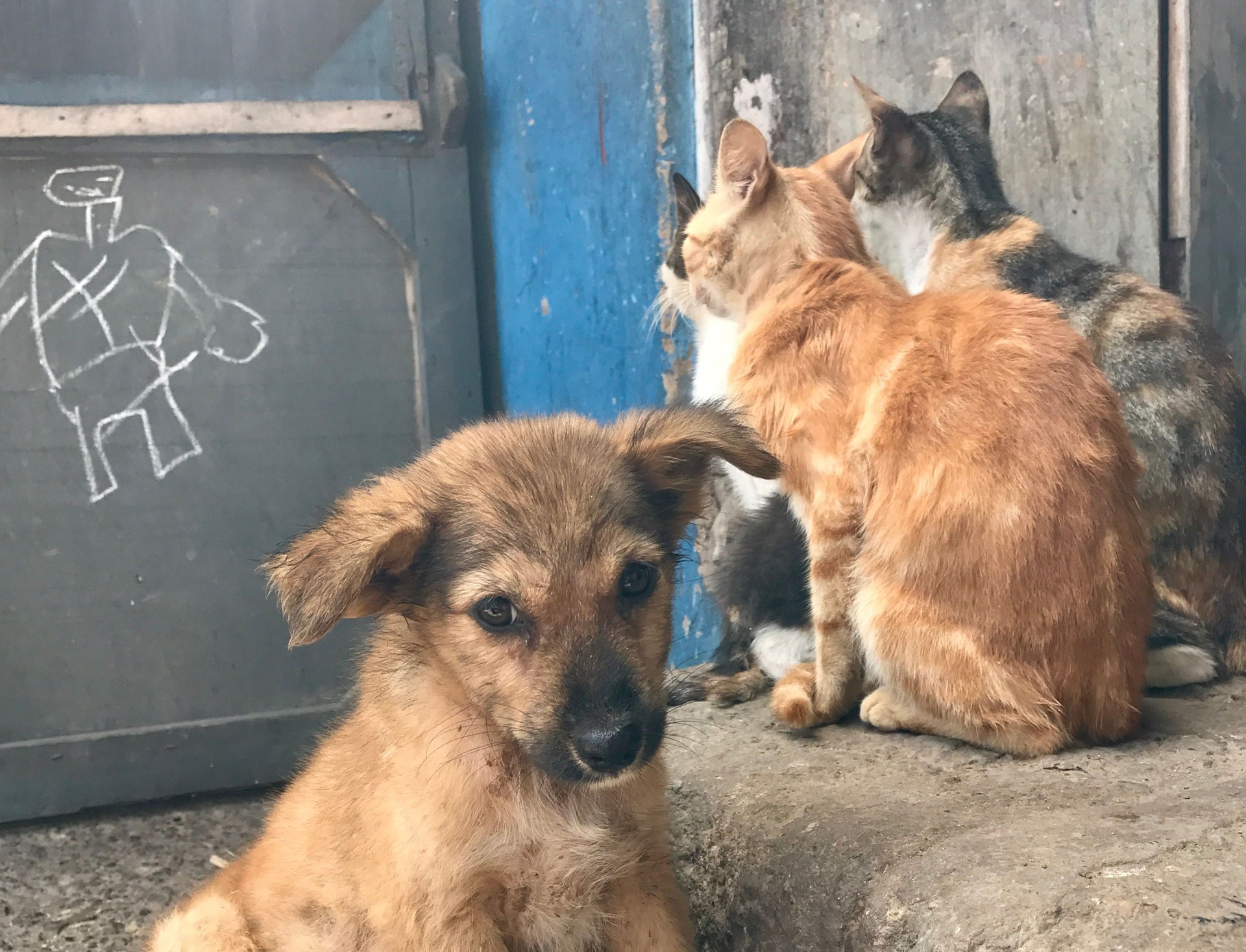 Dogs and cats