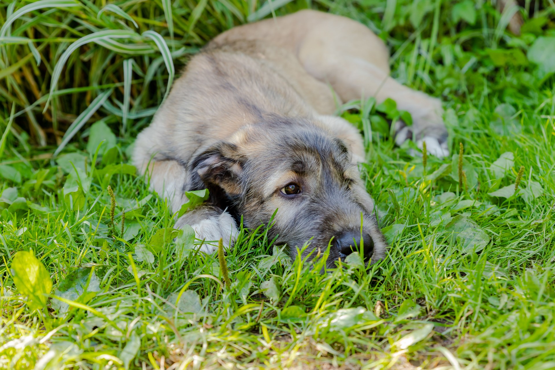 A beautiful brown irish wolfhound with nice expression in head in a garden. puppy Irish wolfhound smiling and lying on meadow, lawn in summer.Cute big pet in nature.