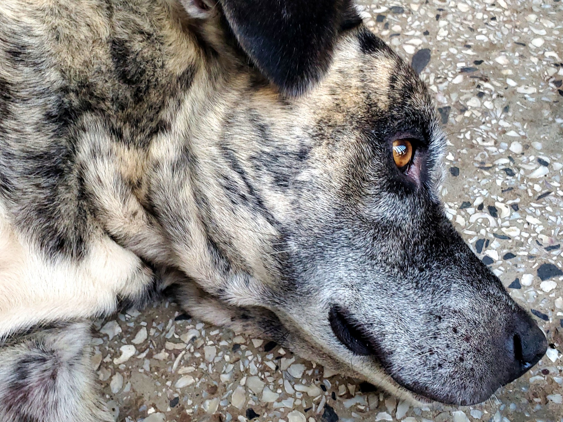 Dog laying on ground