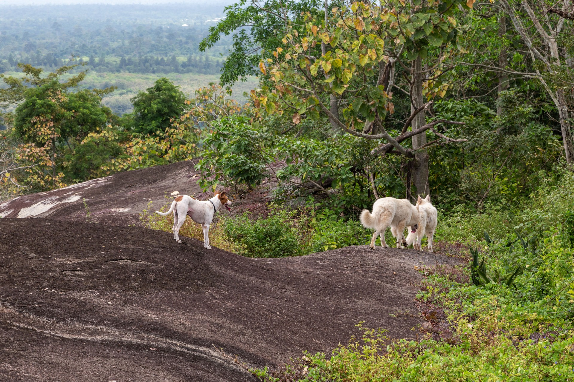 dogs on top of a mountain