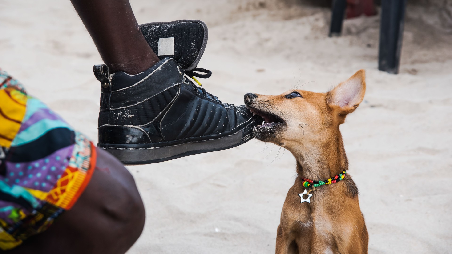 A puppy plays with a shoe on a beach